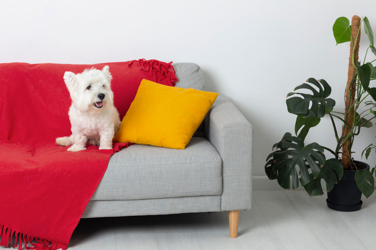 Pet Furnitures