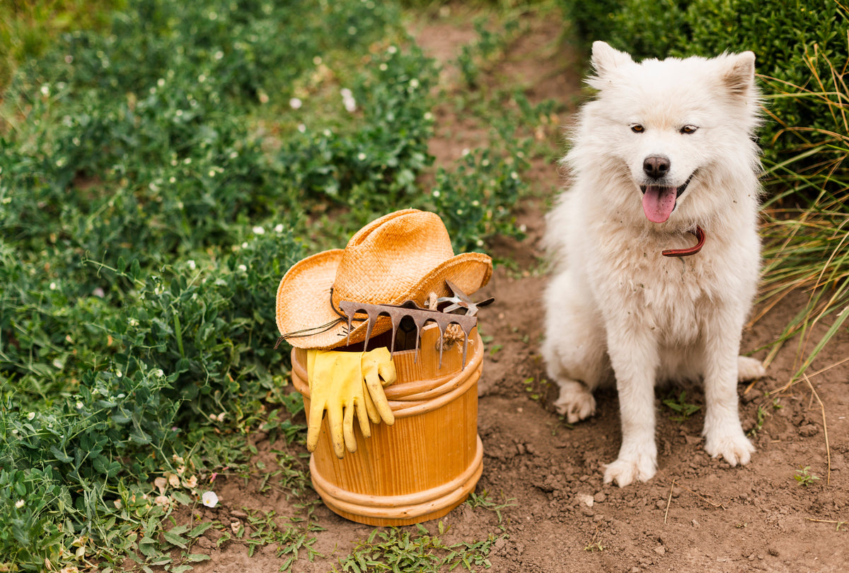 Pet Outdoor Supplies